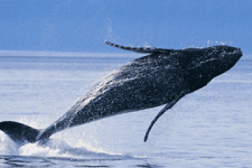 whale